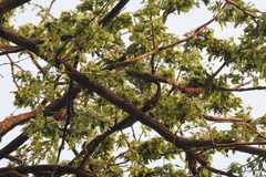 Desmodium oojeinense